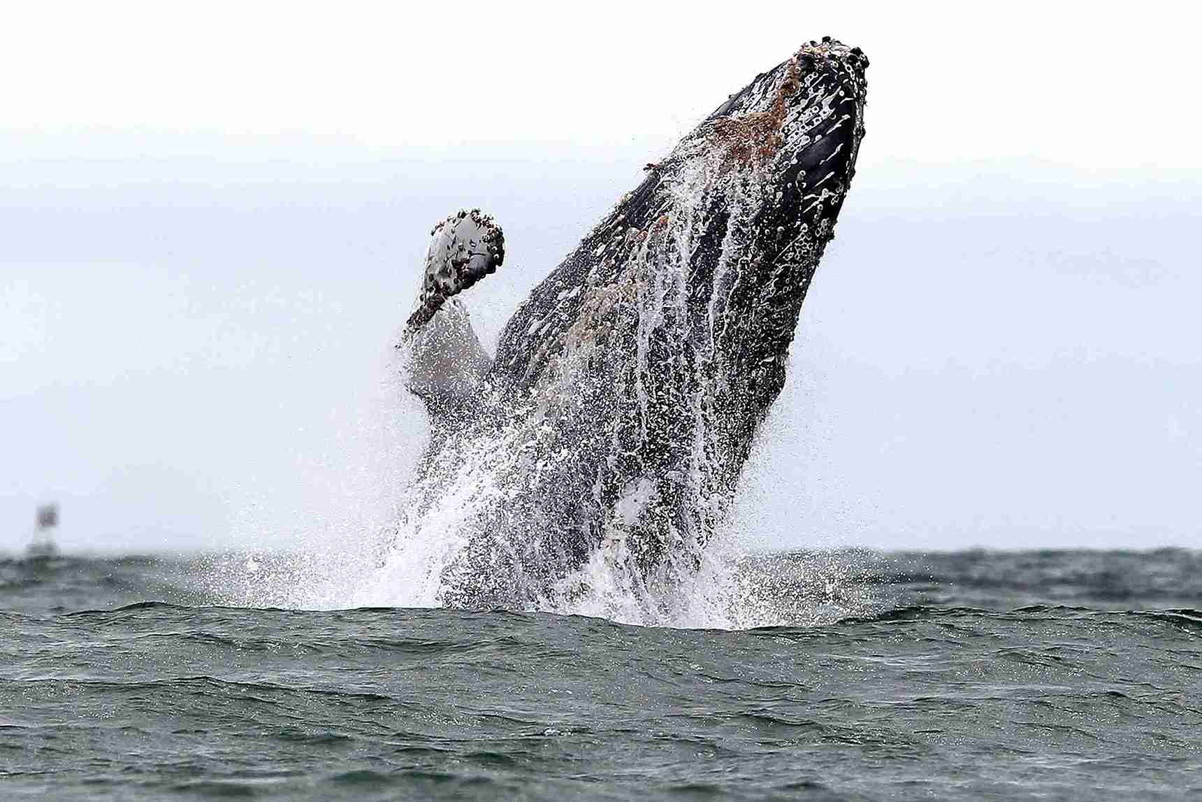 Nuquí, un destino inolvidable donde el mar y la selva se fusionan