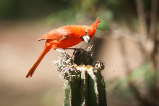 Visita al Santuario de Fauna y Flora Los Flamencos